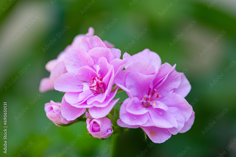 Lilac flower, beautiful lilac flower in a small garden, selective focus. Lilac flower, beautiful lilac flower in a small garden, selective focus.