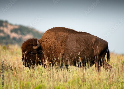 Bison at Wichita Mountains Wildlife Refuge