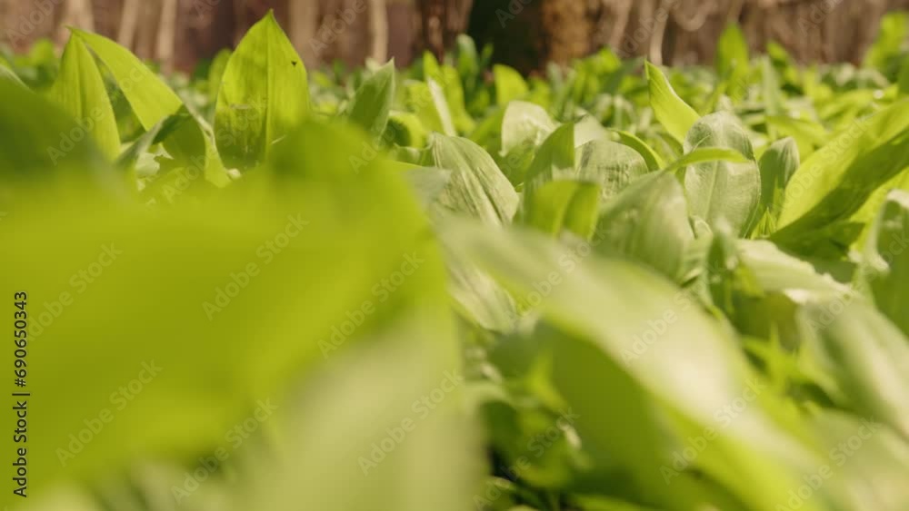 Growing wild garlic in market garden close up. Growing wild garlic in market garden close up.
