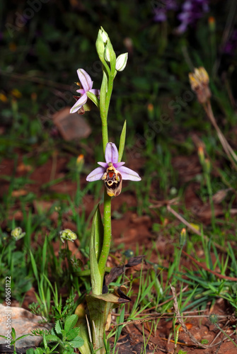 Karpathos-Ragwurz // Karpathos Bee Orchid (Ophrys helios) - endemische Orchidee von der griechischen Insel Karpathos photo