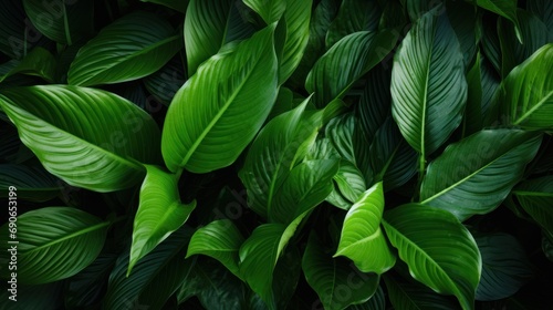 abstract green leaf texture Nature background. Tropical leaves. © venusvi