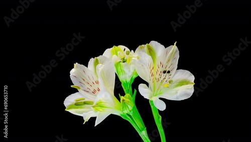 A bouquet of white alstroemeria flowers blooms on a black background. Wedding background, Valentine's Day concept. Time Lapse.4k photo