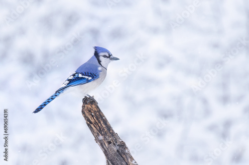 Blue Jay portrait (Cyanocitta cristata) perched on a branch on a beautiful snowy day in Canada