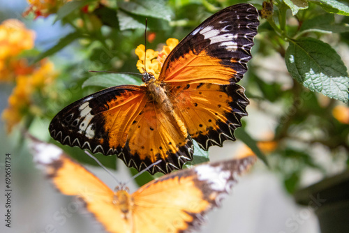 Photography Thailand Butterfly Beautiful Nature