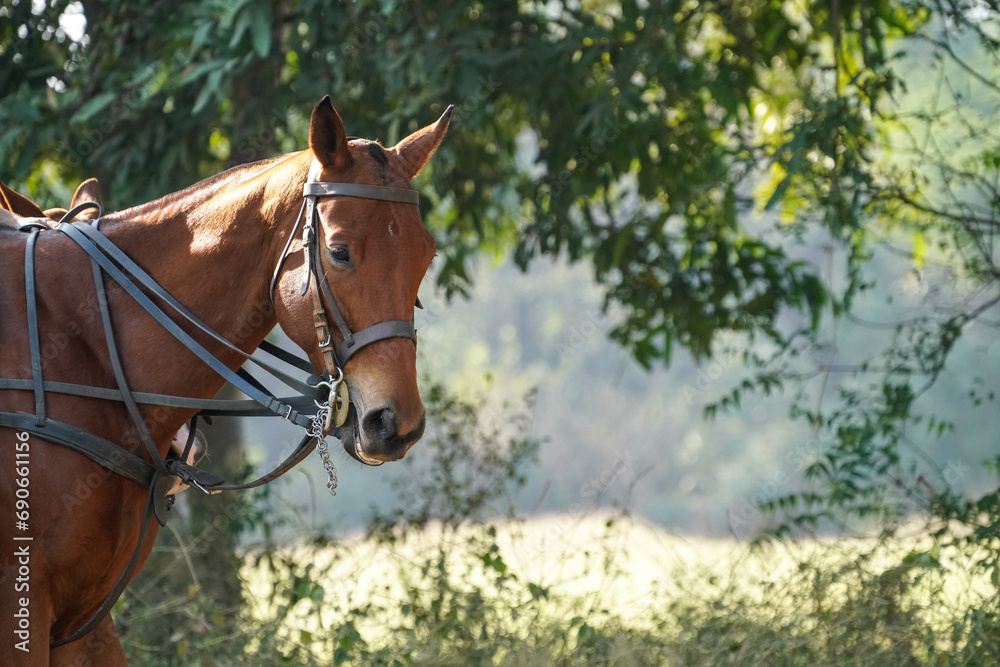 Obraz premium polo horse