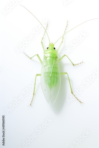 Aphid isolated on white background