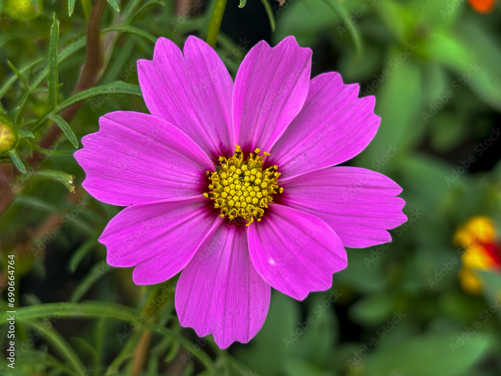 Beautiful one pink cosmos flower bloom with golden sunlight. Beautiful one pink cosmos flower bloom with golden sunlight.
