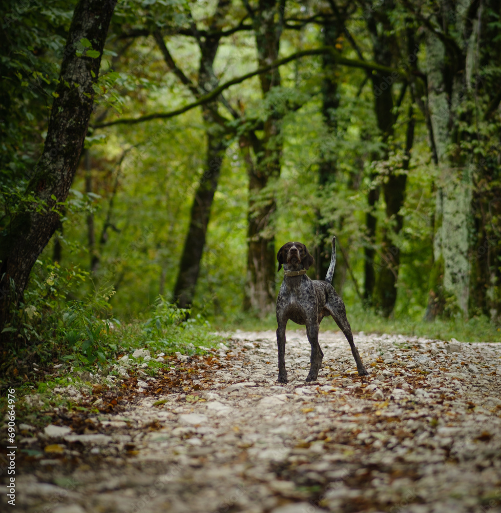 beautiful hunting dog in the forest beautiful hunting dog in the forest