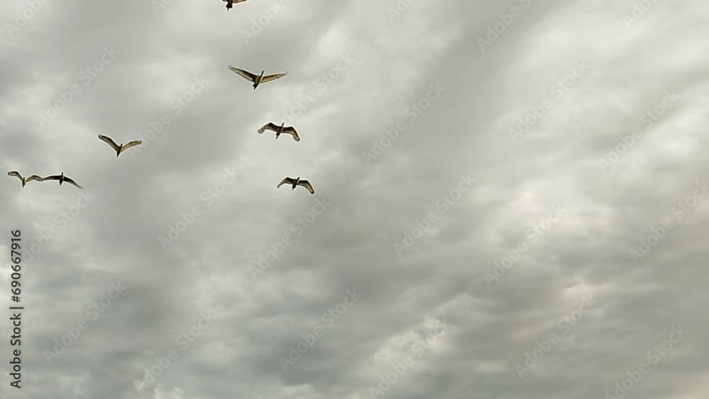 Migratory birds. Cape Town. November 2023