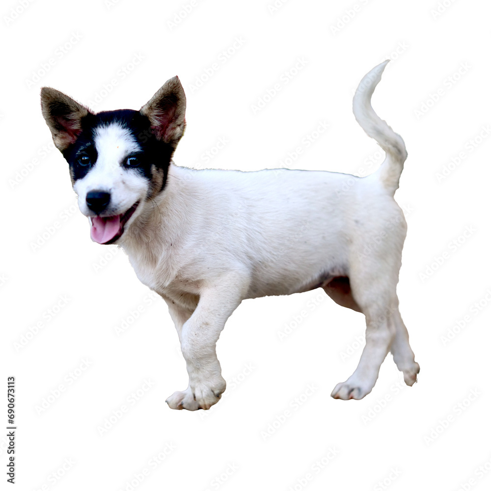 Abandoned puppy on transparent background PNG