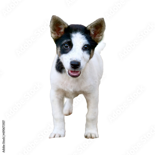 Abandoned puppy on transparent background PNG