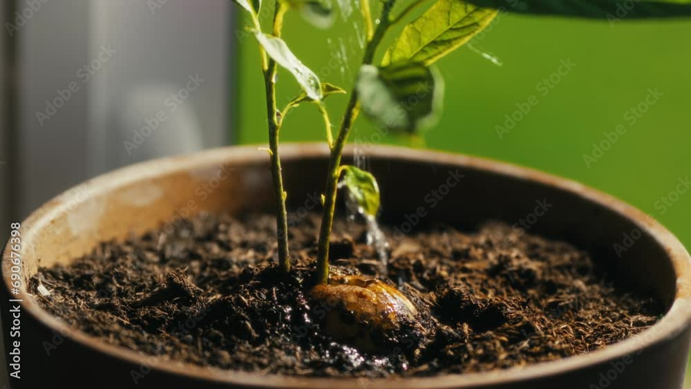 watering young plant. cinematic video. Beautiful leaf