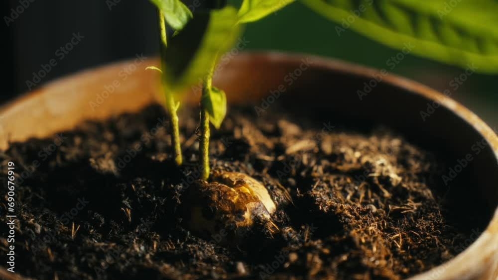 watering young plant. cinematic video. Beautiful leaf