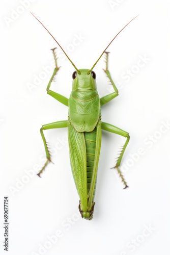 Grasshopper isolated on white background 