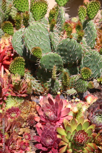 Fototapeta Naklejka Na Ścianę i Meble -  kaktus opuncja opuntia nad rojnikiem Monika