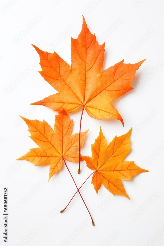 Maple leaves isolated on white background 