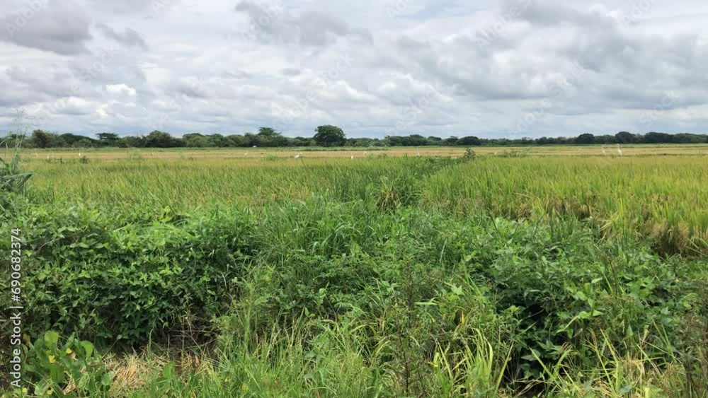 Infected rice field with Rice blast caused by fungus and bacteria Infected rice field with Rice blast caused by fungus and bacteria