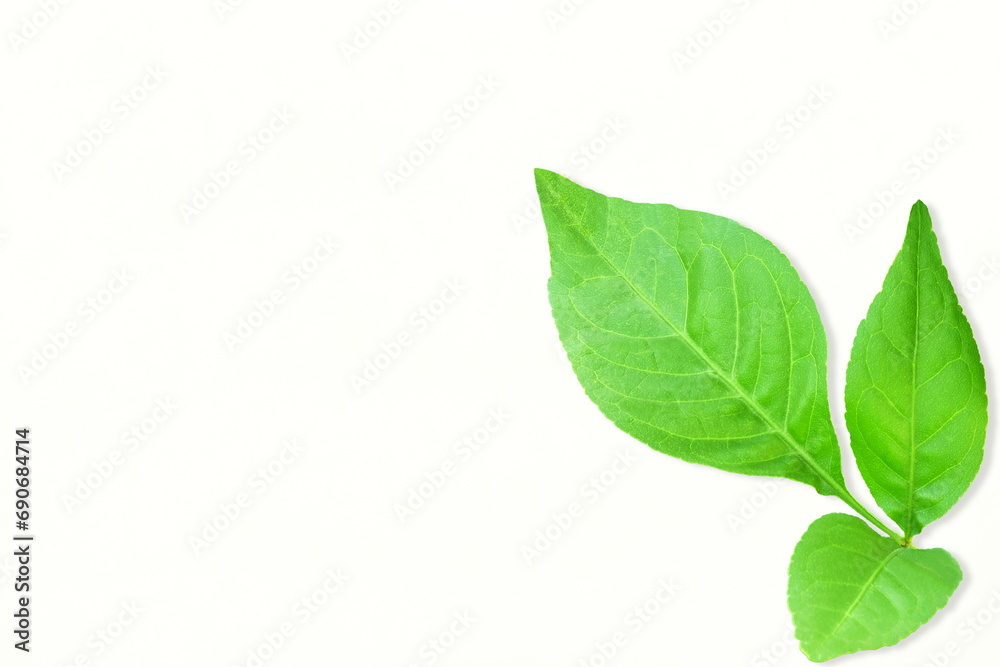  indian holy plant bael leaves aegle marmelos commonly known in india as bael patra,bilva patra, bili patra used worship of hindu god shiva and traditional medicinal,white background,copy space  - obrazy, fototapety, plakaty 