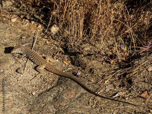 Long Tail Of A California Whip-Tailed Lizard In Yosemite