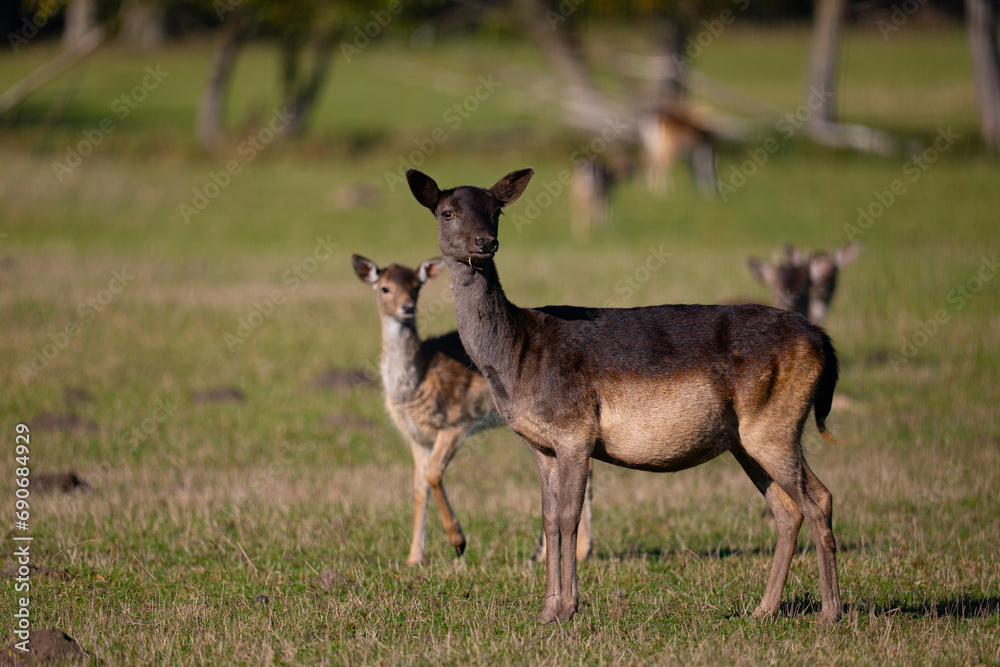deer in the woods, dama dama deer in the woods, dama dama