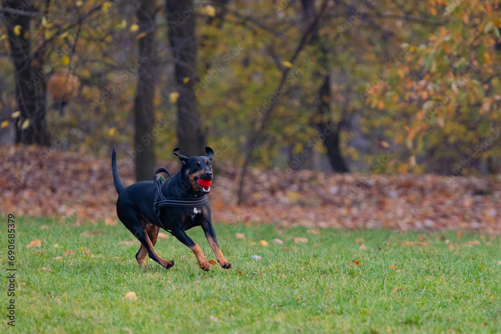 Black dog playing with a ball in a park in autumn, Poland Black dog playing with a ball in a park in autumn, Poland