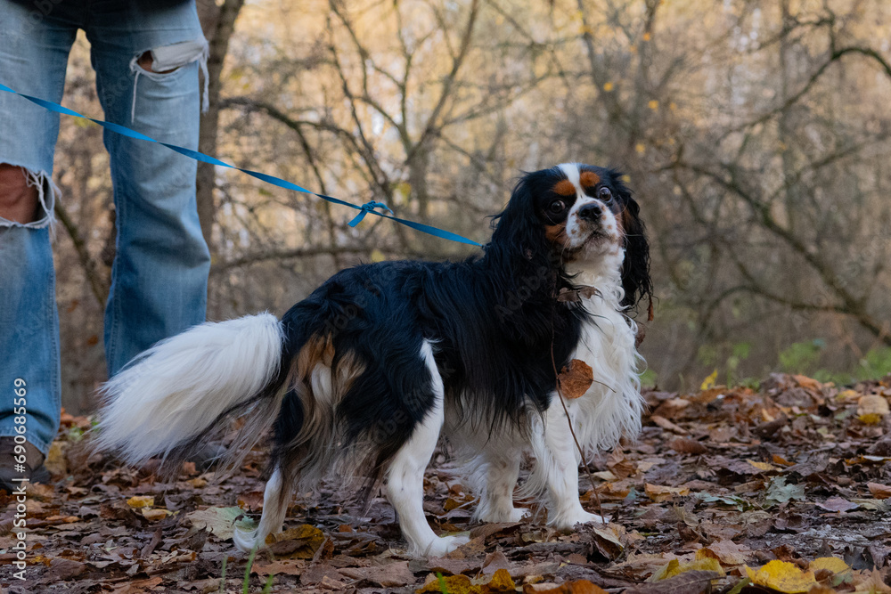 Cavalier King Charles Spaniel in the park autumn Cavalier King Charles Spaniel in the park autumn