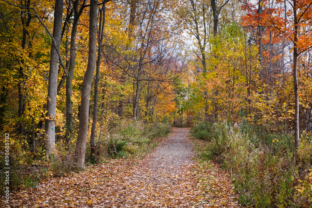 forest path surrounded by trees in the autumn forest path surrounded by trees in the autumn