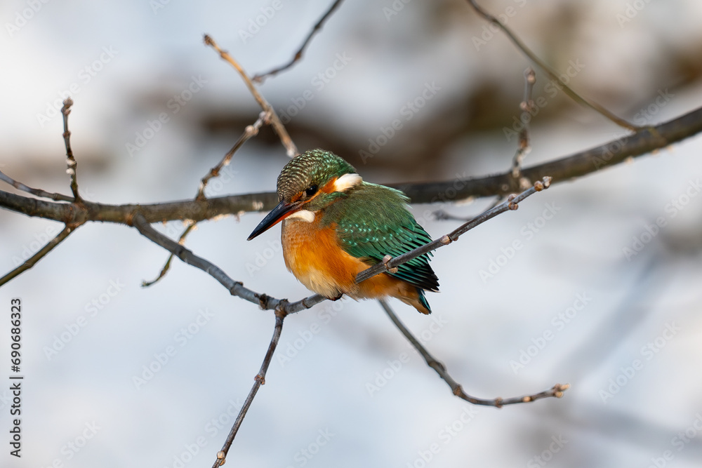 Common Kingfisher Alcedo atthis, bird in winter, Poland Common Kingfisher Alcedo atthis, bird in winter, Poland