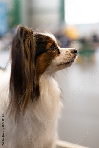 portrait of a dog, paillon
