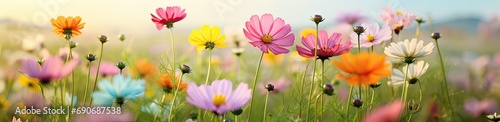 spring blooming, beautiful meadow field full of flowers of different colors in full bloom