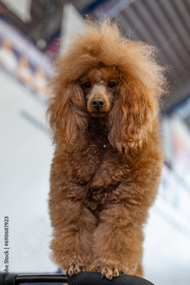 Poodle dog, portrait, brown