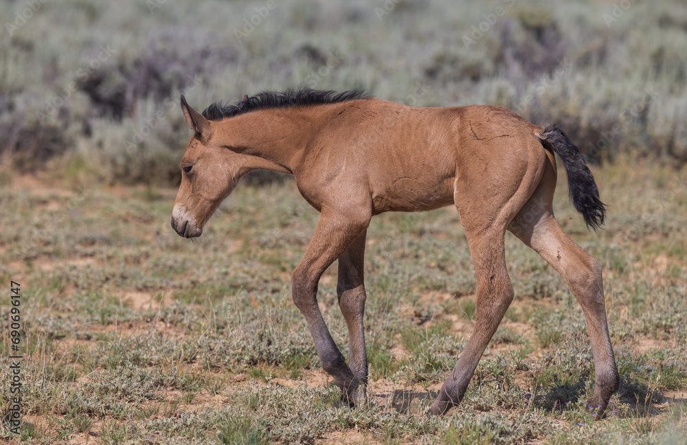 Cute Wild Horse Foal in the Wyoming Desert in Summer Cute Wild Horse Foal in the Wyoming Desert in Summer