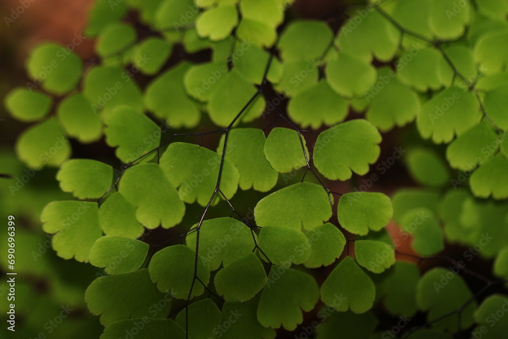 Fototapeta premium green leaves background
