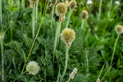 Immature Western Seed Head Blooms Grow In Summer