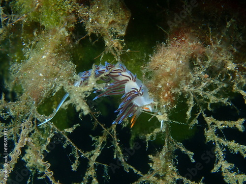 Sea slug pilgrim hervia (Cratena peregrina) extreme close-up undersea, Aegean Sea, Greece, Halkidiki photo