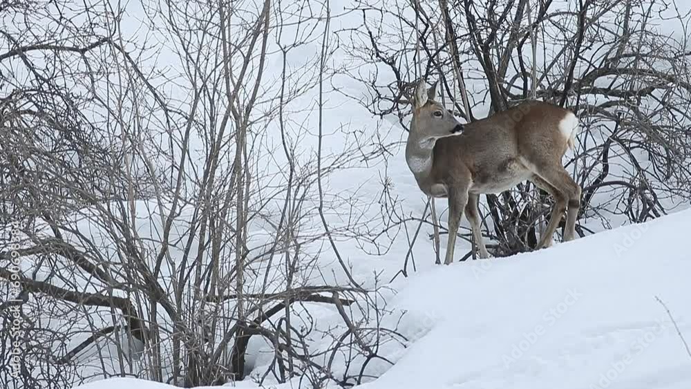 The roe deer in the winter season (Capreolus capreolus) The roe deer in the winter season (Capreolus capreolus)