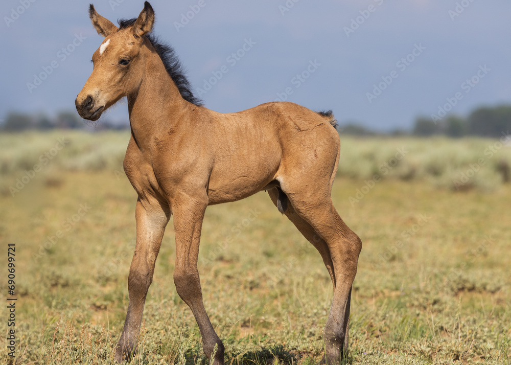 Fototapeta premium Cute Wild Horse Foal in the Wyoming Desert in Summer