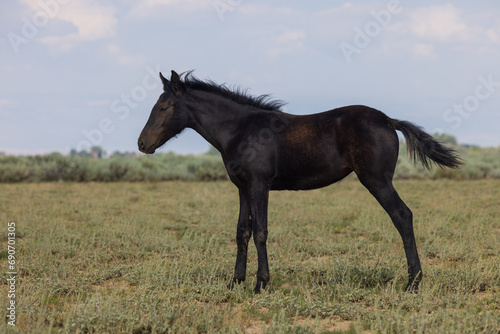 Cute Wild Horse Foal in the Wyoming Desert in Summer