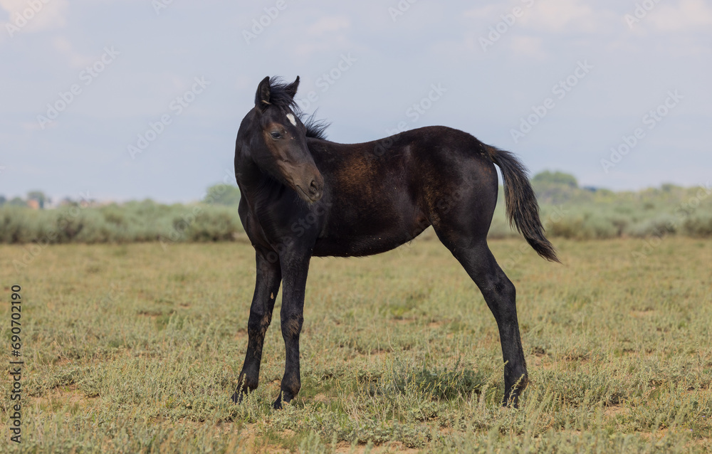 Cute Wild Horse Foal in the Wyoming Desert in Summer Cute Wild Horse Foal in the Wyoming Desert in Summer