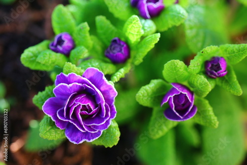 pierwiosnek bezłodygowy Belarina Amethyst Ice Primula vulgaris photo