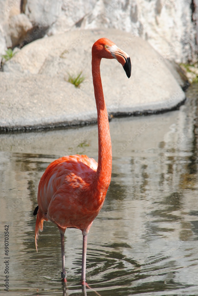 Fototapeta premium Flamencos 