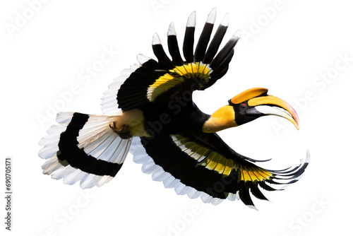 Fototapeta Naklejka Na Ścianę i Meble -  Beautiful adult male Great hornbill, also known as great Indian hornbill or great pied hornbill - Isolated on transparent background. 