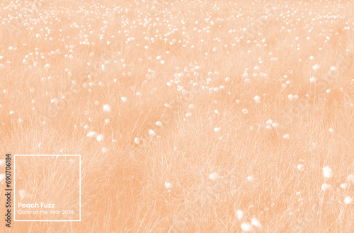 Peach Fuzz beautiful view of fluffy plants in monochrome color. Сopy space. Color of the year 2024         