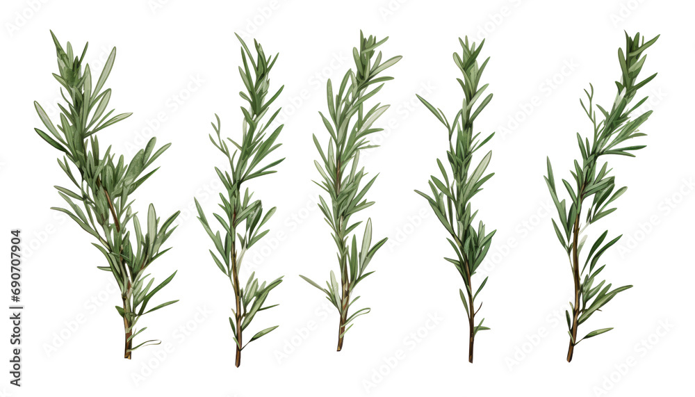 Fototapeta premium rosemary isolated on transparent background cutout