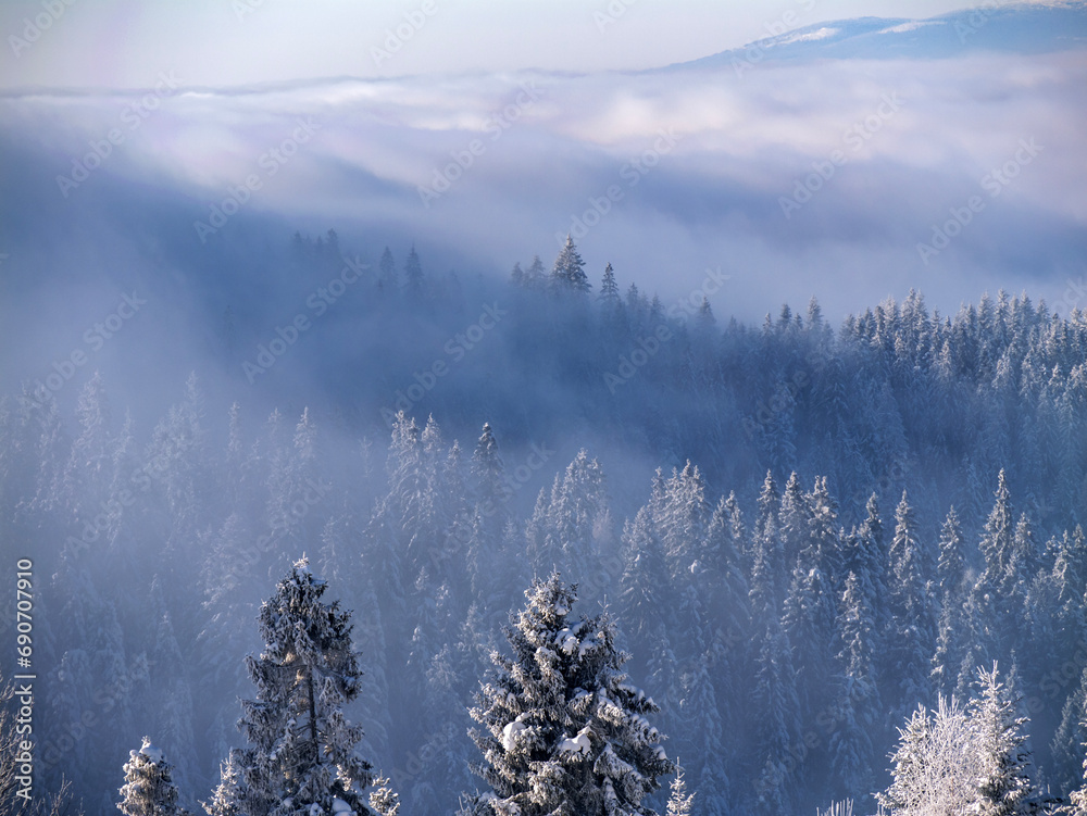 Zima w Górach - zamglony las Gorce - obrazy, fototapety, plakaty 