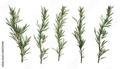 rosemary isolated on transparent background cutout © Papugrat