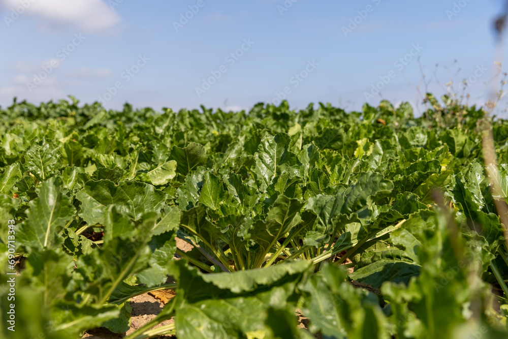 a field with sugar beet for industrial use