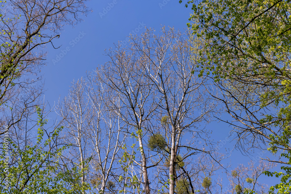 Obraz premium new green foliage on deciduous trees in the forest in the spring season