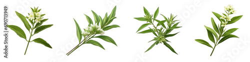 Lemon Verbena flower clipart collection, vector, icons isolated on transparent background #690713949