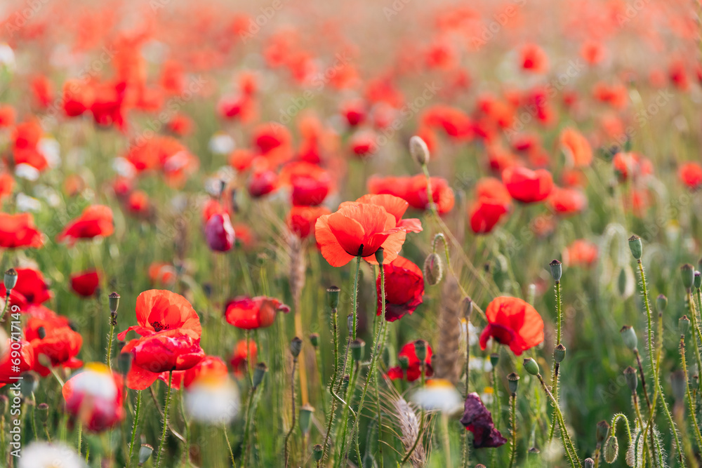 Fototapeta premium Fresh flowers growing in field